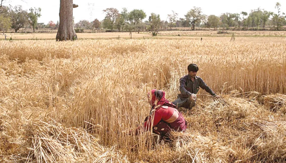 India mulls allowing wheat exports to Bangladesh 
