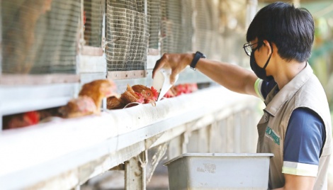 Indonesia looks to export chickens to shortage-hit Singapore 