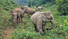 Elephant conservation project in the offing