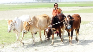 Shariatpur cattle farmers expect yearly business of Tk600-700cr 