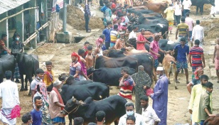 Over 1 crore cattle sacrificed on Eid-ul-Azha