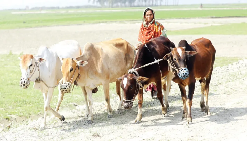 Shariatpur cattle farmers expect yearly business of Tk600-700cr 