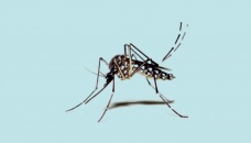 Dengue: 32 new patients hospitalised 