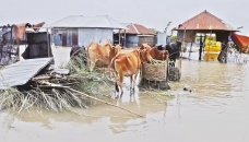 Water recedes, sufferings continue 