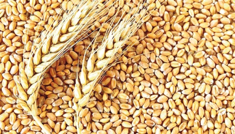 Wheat: The production demand mismatch 