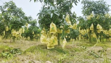 Naogaon vies for topping mango producers’ tally 
