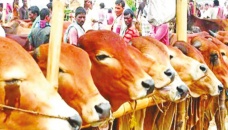 Over 4,400 Eid cattle markets across country 