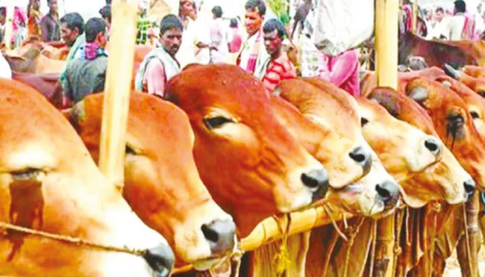Over 4,400 Eid cattle markets across country 