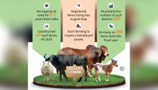 Livestock fattening farms on the rise 