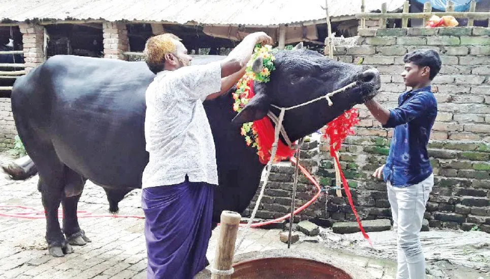 Samrat: The king bull of Chapainawabganj 