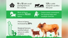 Farms sell 70% of sacrificial animals ahead of Eid 