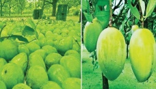 Bumper Haribhanga mango output likely in Rangpur