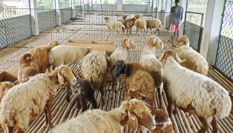 Fat-tailed sheep rearing gains ground in Bogura