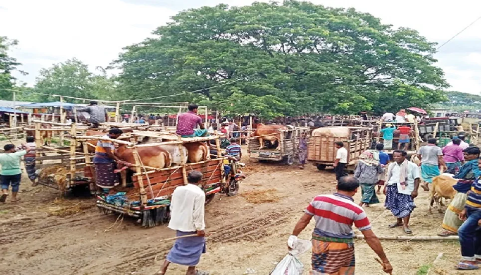 Huge crowd at Chuadanga cattle markets, sales still low