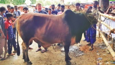 Cattle markets see more visitors than buyers 