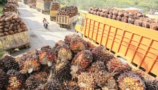 Indonesia considering cutting palm oil export levy to spur shipments 