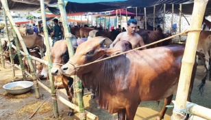 Prices of medium cattle high amid less supply