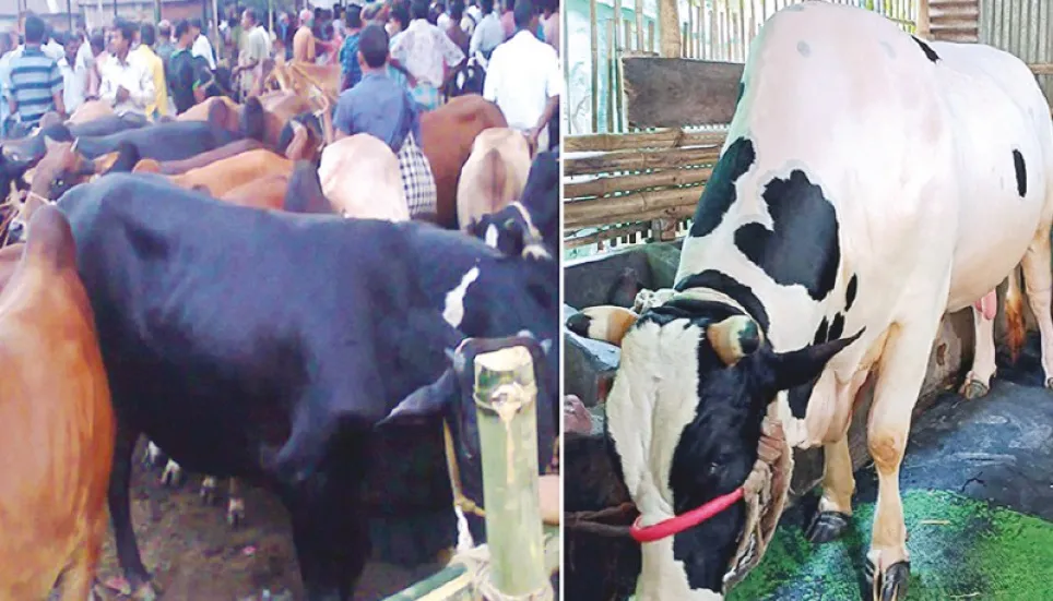 Record supply of local sacrificial animals in Rangpur 