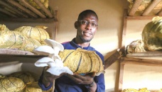 Cameroon’s mushroom growers looking beyond the kitchen 