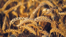 Breakthrough at Ukraine grain export talks 