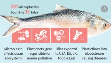 Consuming hilsa may turn disastrous 