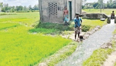 Scanty rains worry Aman farmers