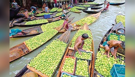 Barishal guava growers all set to welcome tourists