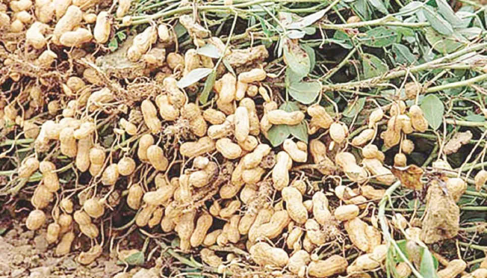 Peanut farmers happy over bumper yield in Panchagarh 