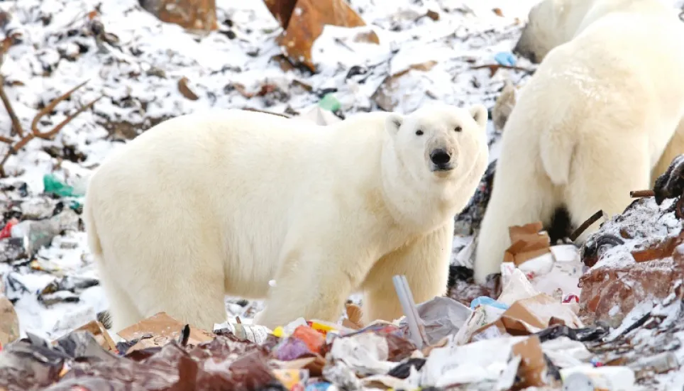 Human food waste ‘threat’ to polar bears - The Business Post