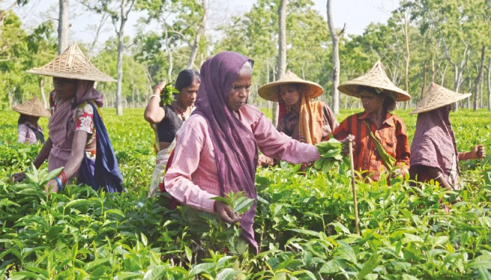 Moulvibazar tea industry in trouble 