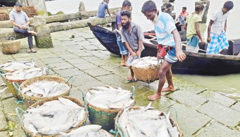 Hilsa glut Cox’s Bazar markets after fishing ban ends 