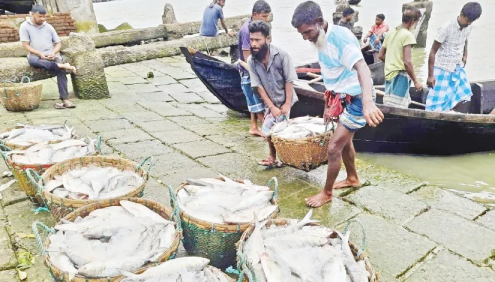 88 fishermen held for violating Hilsha ban in Chandpur