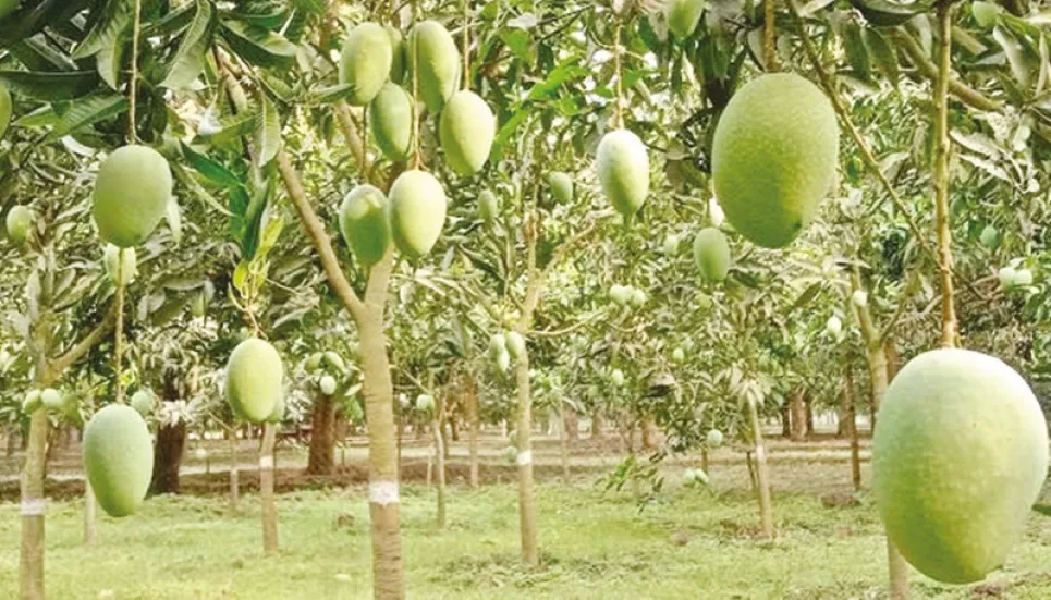 Mango trading makes Rajshahi economy vibrant 