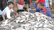 Hilsa price high despite abundant supply