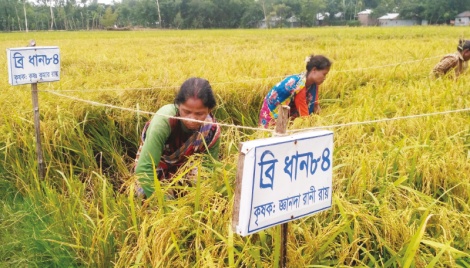 Zinc-rich paddy cultivation rises in Rangpur 