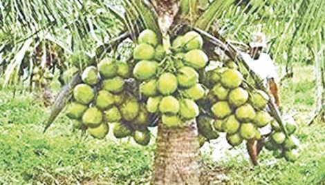 Credit for cultivating Vietnam variety coconut 