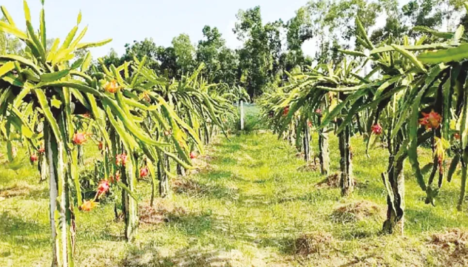 Dragon fruit farming makes Rajshahi economy vibrant 