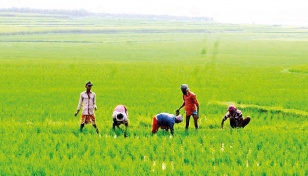 T-Aman cultivation going on full swing in Manikganj