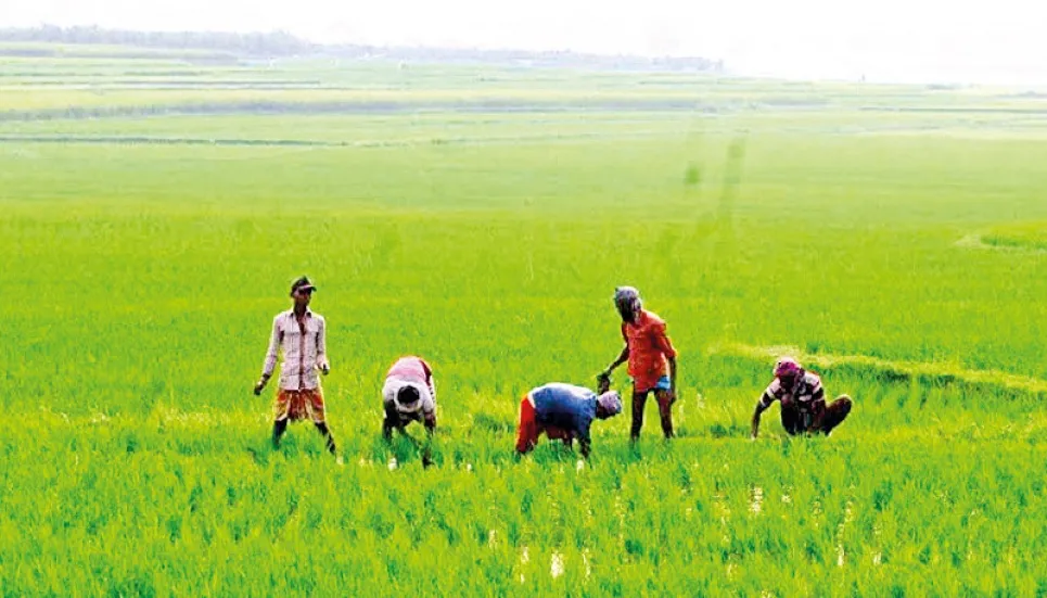 T-Aman cultivation going on full swing in Manikganj