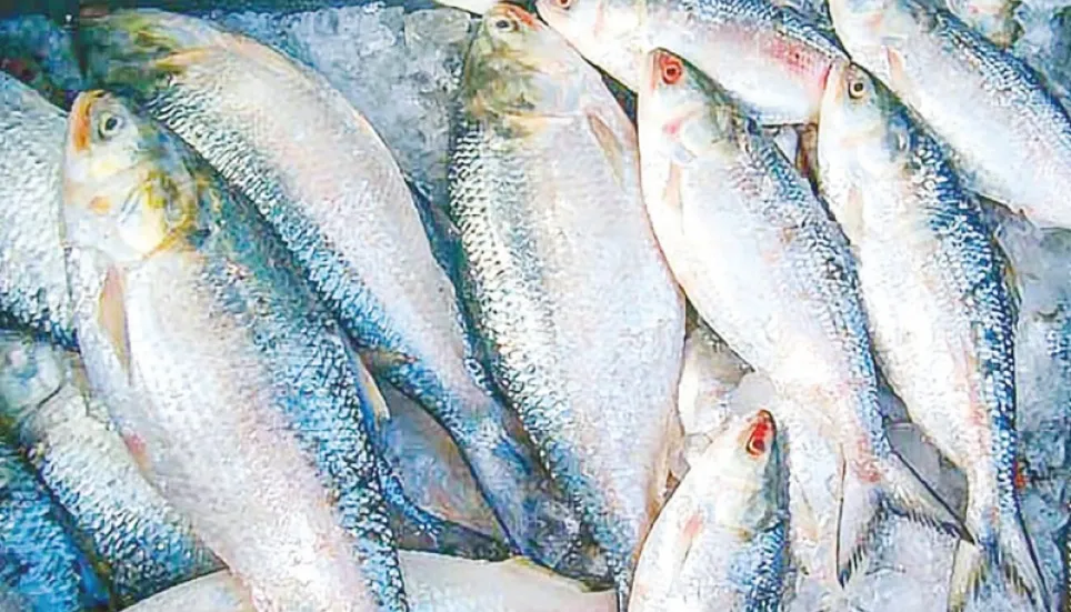 22-day ban on hilsa fishing to start on Oct 12