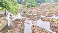 Jute harvest gains momentum in Rajshahi 