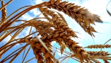 World food prices drop again 