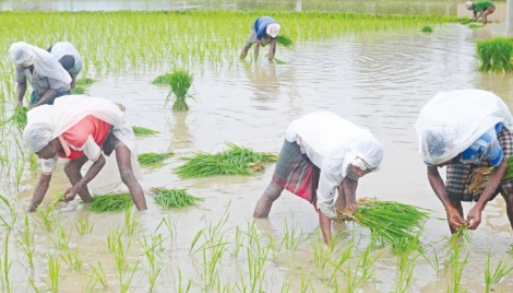 Bogura farmers busy planting Aman paddy in monsoon 