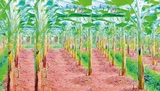 Northern region farmers getting benefits from banana farming 