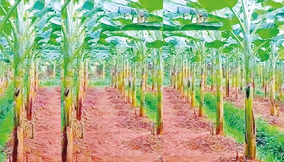 Northern region farmers getting benefits from banana farming 