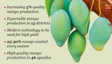 Govt plans to raise mango harvest by 5% 
