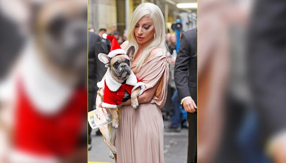 Lady Gaga’s dog-napper jailed for robbery 