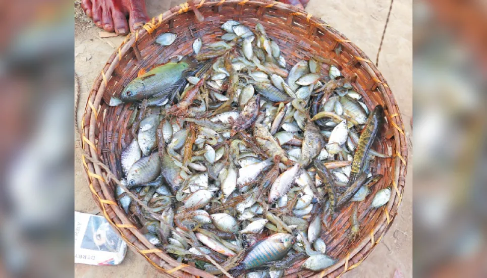 Production of small fishes increasing in Rangpur 