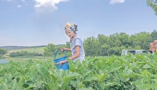 Farming under fire in eastern Ukraine frontlines 