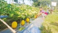 Unseasonal watermelon benefits Rajshahi farmers 